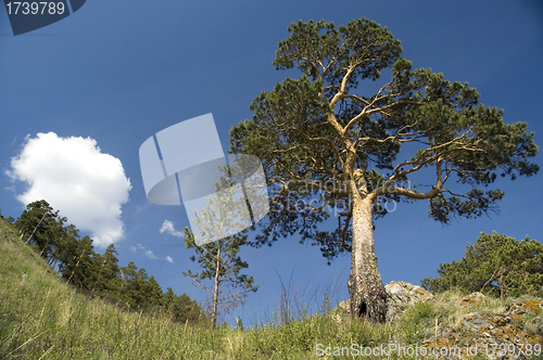 Image of Green trees and cloudy sky.