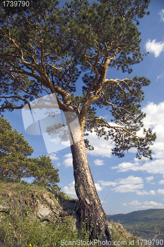 Image of Summer  landscape.