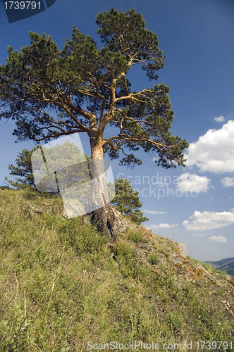 Image of Summer  landscape.