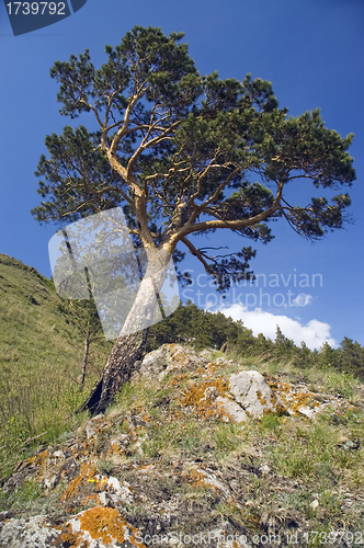 Image of Blue sky and green tree.