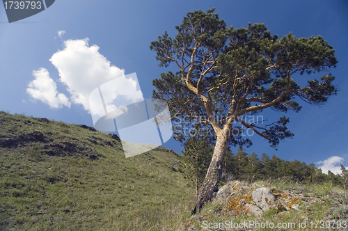 Image of Blue sky and green tree.