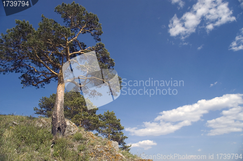 Image of Summer  landscape.