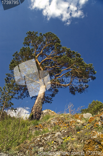 Image of Blue sky and green tree.