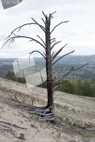 Image of Dry tree.