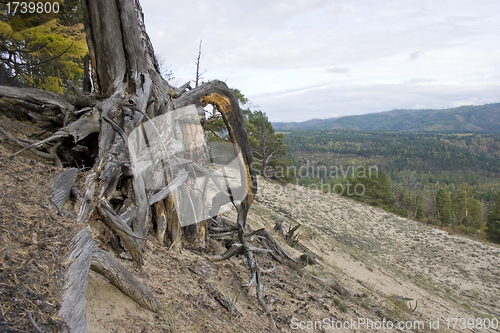 Image of Roots of a dry tree.