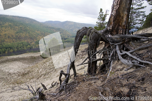 Image of Roots of a dry tree.