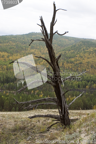 Image of Dry tree.