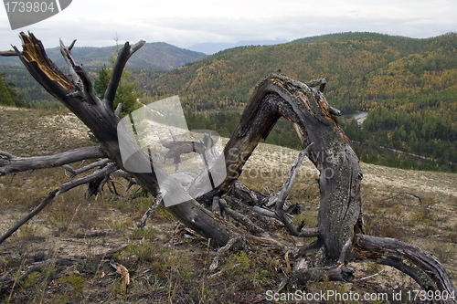 Image of The lost tree.