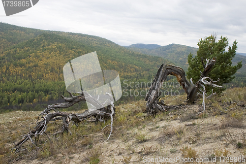 Image of The dry fallen trees.