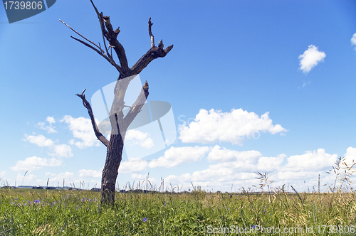 Image of Dry tree.