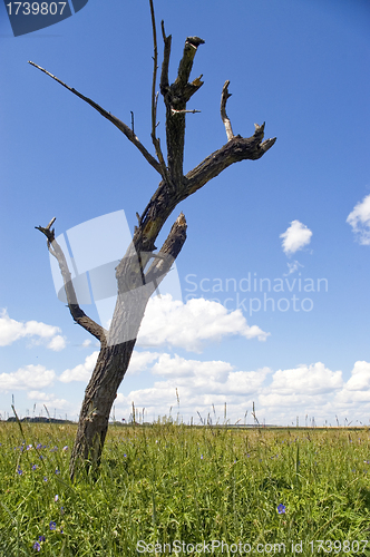 Image of Dry tree.