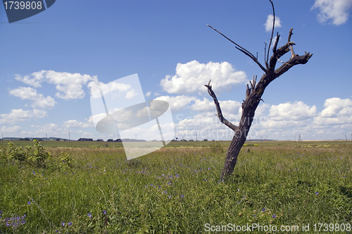 Image of Dry tree.