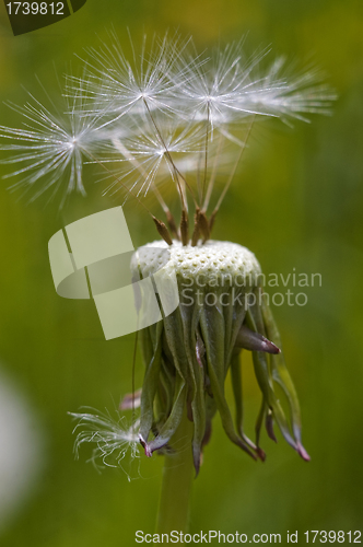 Image of Dandelion.