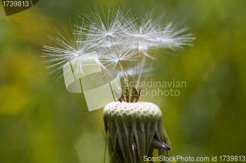 Image of Dandelion.