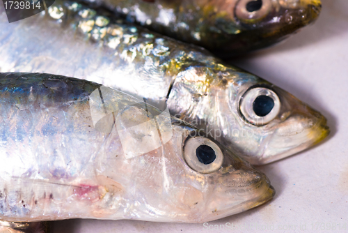 Image of Raw sardines