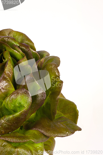 Image of Lettuce