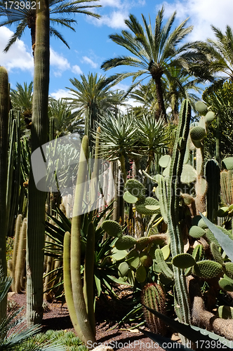 Image of Cacti and palm trees