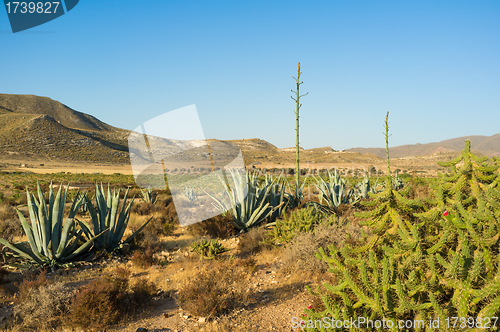 Image of Desert landscape