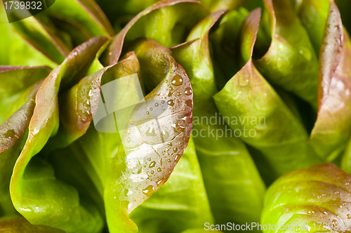 Image of Lettuce closeup