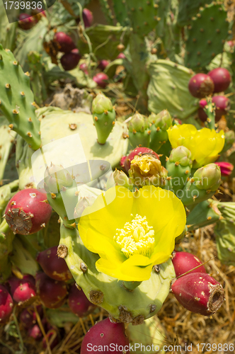 Image of Prickly pear cactus