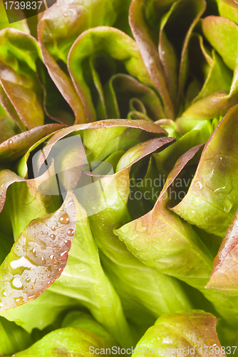 Image of Lettuce closeup