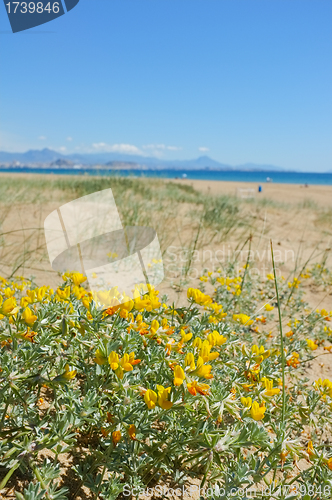 Image of Mediterranean spring