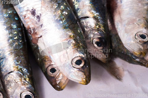 Image of Fresh sardines