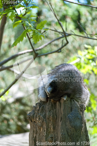 Image of Sleeping Raccoon