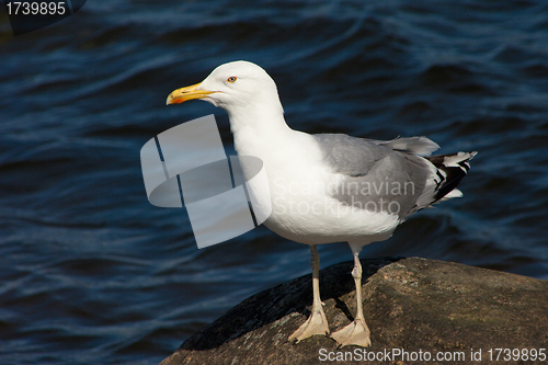 Image of white sea gull resting on stone