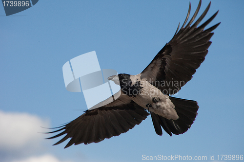 Image of big grey crow flying in the blue sky