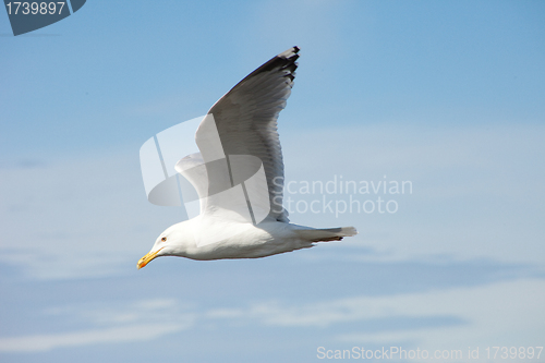 Image of white sea gull flying in the blue sunny sky