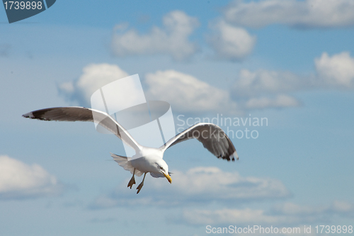 Image of white sea gull flying in the blue sunny sky