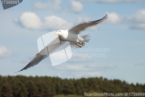 Image of white sea gull flying in the blue sunny sky