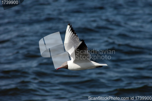 Image of white sea gull flying in the blue sunny sky