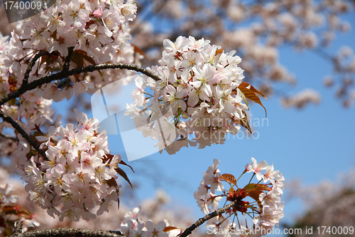 Image of Sakura