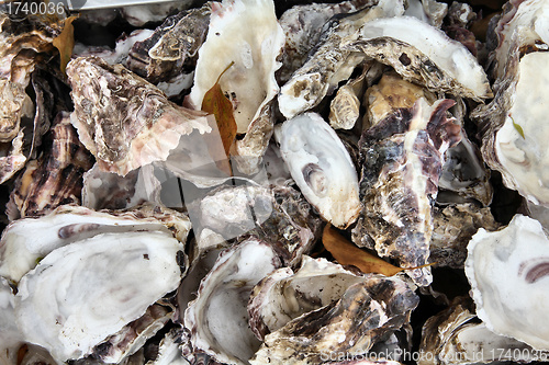 Image of Oysters