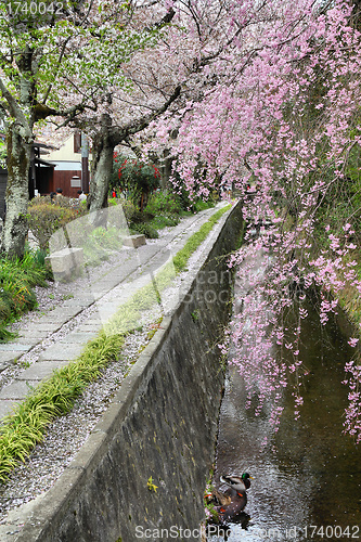 Image of Philosopher's Walk in Kyoto