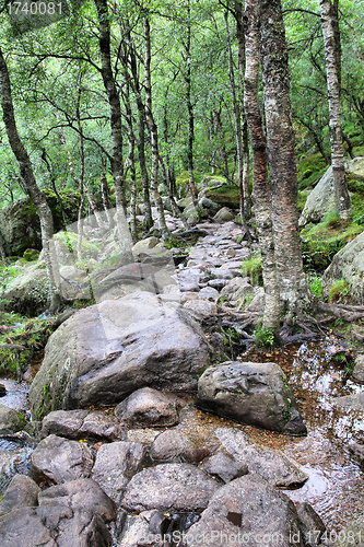 Image of Forest in Norway