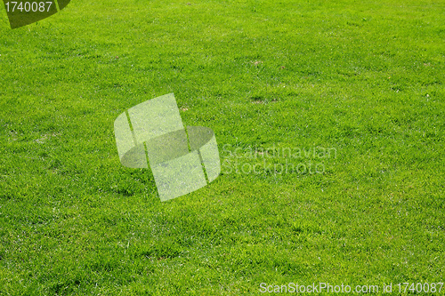 Image of Grass