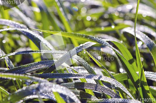 Image of Macro green meadow leaves with dew water drops 