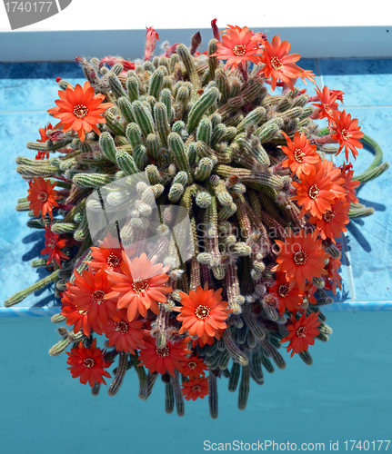 Image of Torch cactus blooms flowers inside summerhouse 