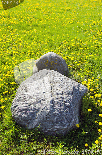 Image of Huge stones in meaddow full of yellow sowthistles