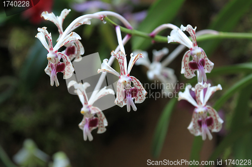 Image of Orchid