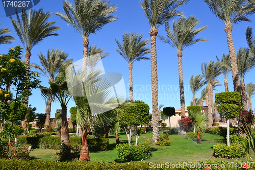 Image of garden of palms