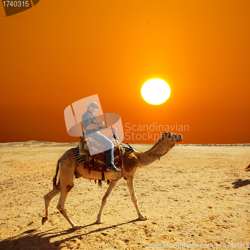 Image of with the camel in the desert