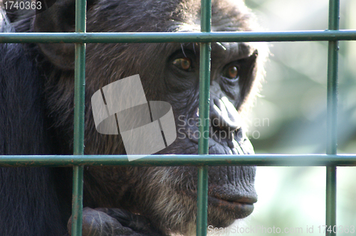 Image of Monkey in captivity