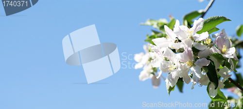 Image of Cherry flowers 