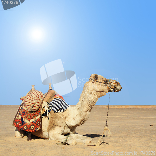 Image of camel sits