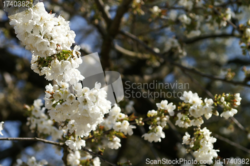 Image of cherry tree in the garden