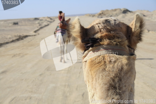 Image of sit on the camel